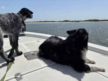Two dogs enjoy a sunny day on a boat, gazing out at the water — a perfect moment for pet lovers and outdoor enthusiasts.