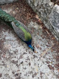 A close-up shot of a peacock foraging on the ground, showcasing its vibrant plumage and intricate feather patterns — a beautiful example of wildlife in a natural setting.