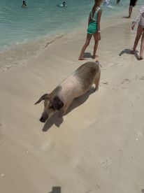 A playful pig explores the sandy beach while children enjoy the water nearby — a unique wildlife encounter in a tropical paradise.