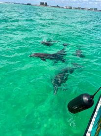 A pod of dolphins swims gracefully in the clear turquoise waters, showcasing the beauty of marine wildlife encounters.