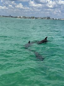 Two dolphins swim gracefully in the clear turquoise waters, showcasing the beauty of marine wildlife in a coastal setting.