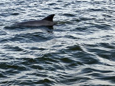 A dolphin gracefully swims through the water, showcasing the beauty of marine wildlife in its natural habitat.
