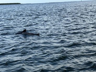 Two dolphins gracefully swim through the shimmering waters, showcasing the beauty of marine wildlife in their natural habitat.
