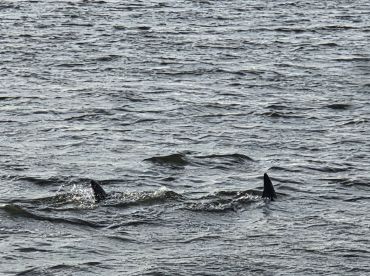 A close-up view of a shark fin breaking the surface of the water, showcasing the thrilling wildlife encounters possible in marine environments.