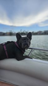A French Bulldog enjoys a scenic boat ride, showcasing the joy of bringing pets along for aquatic adventures.