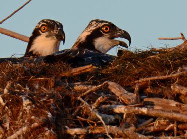 A close-up view of two ospreys in their nest, showcasing their striking features and natural habitat — a captivating moment for birdwatching enthusiasts.