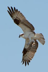 A majestic osprey soars through the sky, showcasing its impressive wingspan — a stunning display of wildlife in its natural habitat.