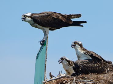 A striking close-up of an osprey and its chicks in their nest, showcasing the beauty of wildlife and avian parenting.