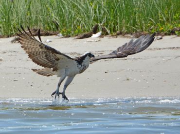 An osprey takes flight from the water's edge, showcasing its impressive wingspan against a sandy beach backdrop — a stunning moment in wildlife photography.