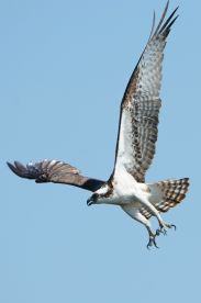 A majestic osprey in flight, showcasing its impressive wingspan against a clear blue sky — a stunning example of wildlife photography.