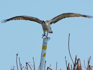 A majestic osprey spreads its wings while perched on a pole, showcasing the beauty of wildlife in its natural habitat.