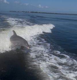Perfect morning playing with dolphins