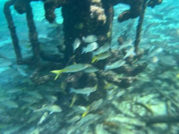 An underwater scene featuring a school of fish, but the image is unclear and lacks focus.