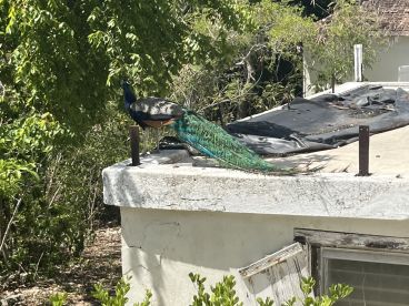 A vibrant peacock perched on a ledge, showcasing its stunning plumage amidst a lush green backdrop — a beautiful example of wildlife in its natural habitat.