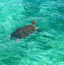 A serene view of a turtle swimming gracefully in crystal-clear waters, showcasing the beauty of marine wildlife.