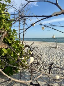 A view of a beach scene framed by branches, featuring shells and greenery, but lacks clarity and focus.