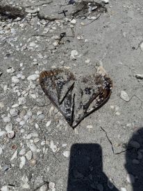 A unique heart-shaped shell found on the beach among various seashells, showcasing the beauty of nature's designs.