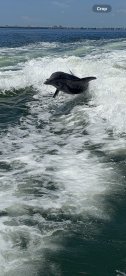 A dolphin leaps gracefully from the water, showcasing its playful nature in a vibrant marine setting — a captivating moment for wildlife enthusiasts.