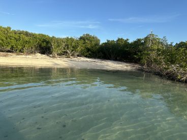 A serene view of a secluded beach surrounded by lush mangroves, showcasing the natural beauty of the coastline — perfect for eco-tours and nature lovers.