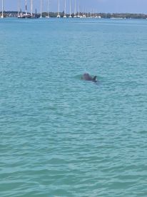 A dolphin gracefully swims in the clear turquoise waters, showcasing the beauty of marine wildlife in its natural habitat.