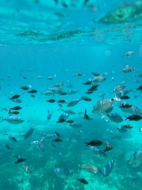 A vibrant underwater scene showcasing a school of fish swimming in crystal-clear waters, perfect for snorkeling and marine life enthusiasts.