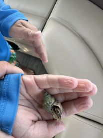 A close-up of hands holding a shell, with a focus on the shell rather than the surrounding context.