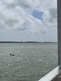 A pair of dolphins swim gracefully in the water, showcasing the beauty of marine wildlife during a boat tour.