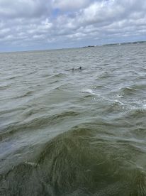 A pair of dolphins swim gracefully in the open water, showcasing the beauty of marine wildlife in their natural habitat.