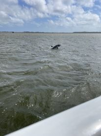 A dolphin leaps gracefully out of the water, showcasing the beauty of marine wildlife during a boating adventure.