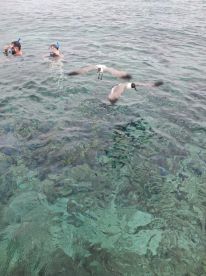Two snorkelers enjoy an underwater adventure while birds fly overhead, capturing the essence of marine exploration and wildlife interaction.