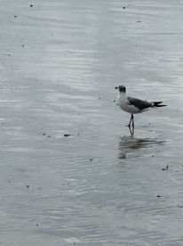 A solitary seagull stands on the wet sand, showcasing the beauty of coastal wildlife.
