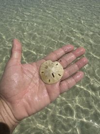 A close-up of a sand dollar held in hand, showcasing the intricate details of this beach find — a perfect reminder of coastal adventures.