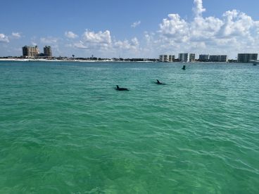 A captivating view of dolphins swimming in clear turquoise waters, showcasing the beauty of marine wildlife in a coastal setting.