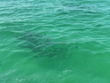 A serene underwater view showcasing sharks swimming in clear turquoise waters, highlighting the beauty of marine wildlife.