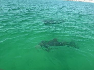 A glimpse of sharks swimming beneath the clear turquoise waters, showcasing the vibrant marine life in the area.