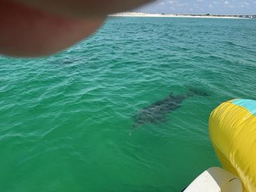 A glimpse of dolphins swimming in the clear turquoise waters, showcasing the beauty of marine wildlife encounters.