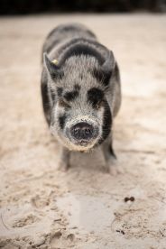 A close-up of a pig on the sandy beach, showcasing the unique wildlife experiences available in tropical destinations.