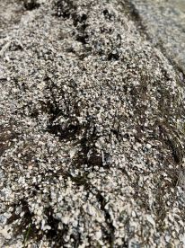 An unclear image showing a surface covered with shells and seaweed, possibly from a beach or coastal area.
