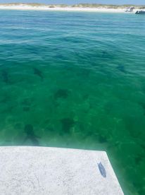 A captivating view of sharks swimming beneath the clear waters, with a shadow of a person visible above — an exciting wildlife encounter in a tropical setting.