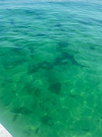 A clear view of sharks swimming beneath the surface of crystal-clear waters, showcasing the vibrant marine life in the area.