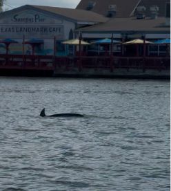 A dolphin gracefully swims near Snoopy's Pier, showcasing the vibrant marine life in the area — a delightful sight for nature lovers.