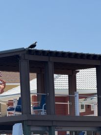 A bird perches on the roof of a dock structure, showcasing the natural wildlife that can be spotted near boating areas.