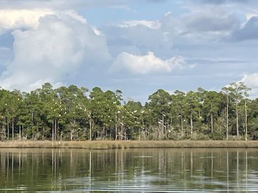 A serene view of birds perched among trees, reflecting on calm waters, showcasing the tranquil beauty of nature.