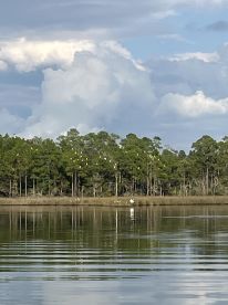 A serene view of birds perched among trees, reflecting on calm waters, showcasing the beauty of nature in a tranquil setting.