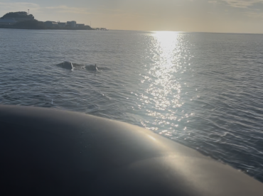 A serene moment capturing dolphins swimming in the water, with a beautiful sunlit backdrop — a perfect representation of wildlife encounters on the water.