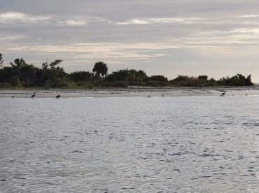 A serene scene featuring various birds along a sandy beach, showcasing the natural beauty and wildlife of the coastal environment.