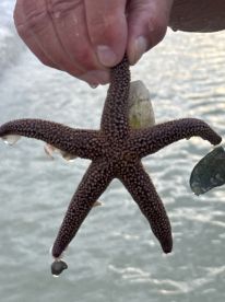 A close-up of a starfish being held by a person, showcasing the unique texture and color of this marine creature — a fascinating encounter with wildlife.