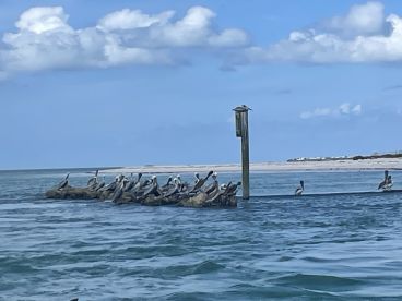 A group of pelicans perched on a wooden structure in calm waters, showcasing the beauty of wildlife in a serene coastal environment.