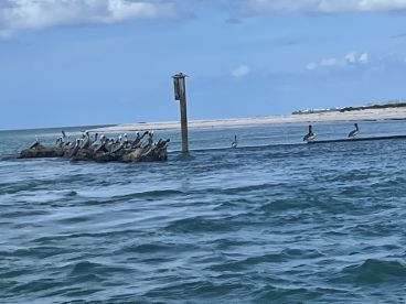 A group of pelicans perched on rocks near the shore, showcasing the natural beauty of coastal wildlife.