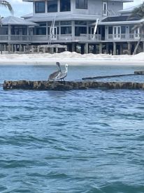 Two pelicans perched on a wooden structure near the shore, showcasing the natural beauty of coastal wildlife.